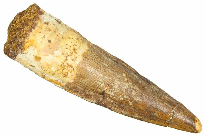 Fossil Spinosaurus Tooth - Feeding Worn Tooth #366480
